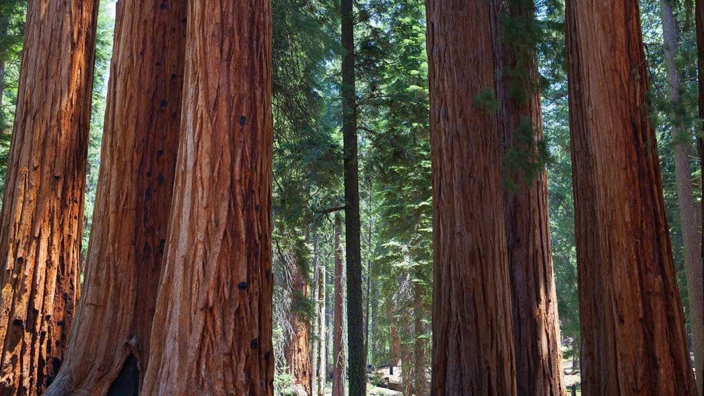 Sequoia National Park - California - United States